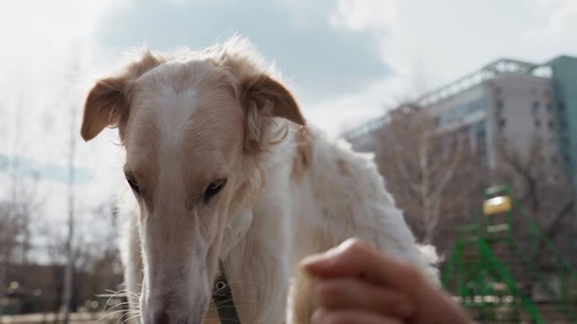 White dog with long fur receives treat from outstretched hand in bright daylight. scene features interaction between human and animal set against soft outdoor background details like trees