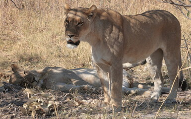 Lion © James