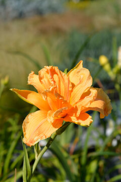 A vibrant double orange blossom of a daylily plant blooming on a green stem in summer - latin name - Hemerocallis Double Dreamer Closeup