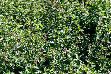 Lush green mint plants with small purple flowers growing in a sunny garden, perfect for culinary use © vegefox.com