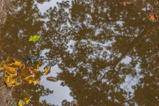 A dark puddle of rainwater on the ground reflects the silhouettes of forest trees and features floating yellow leaves and air bubbles. It captures a rainy autumn day in nature.