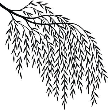 Elegant black silhouette of a weeping willow branch with delicate hanging leaves a serene vector illustration isolated on white for nature designs