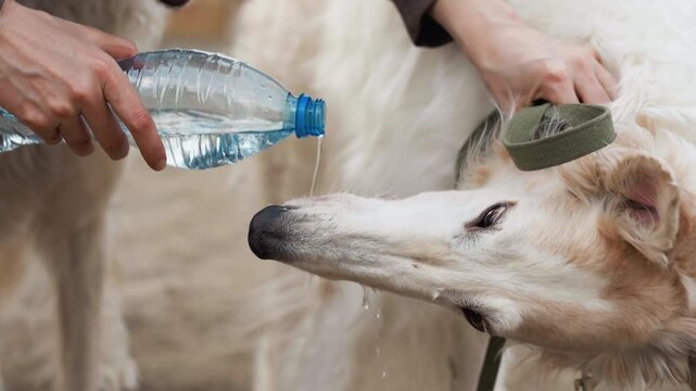 Person provides water to dog allowing it to drink directly from bottle. interaction occurs in outdoor setting with other dogs visible nearby focusing on act of hydrating and caring