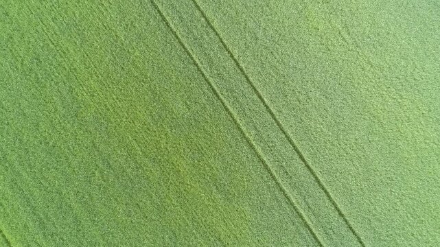 Aerial view of a vibrant green field featuring visible tire tracks cutting through the grass in Russia.