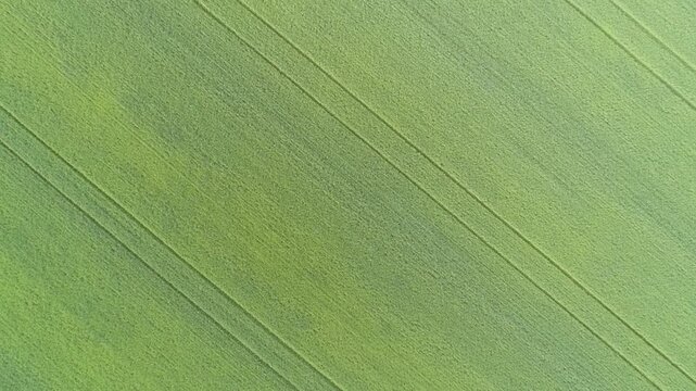 Aerial view of a vibrant green agricultural field featuring distinct diagonal tractor tracks across the landscape in Russia.