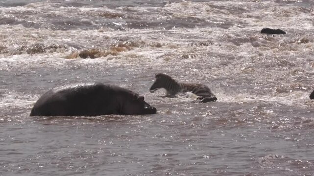 Wild hippo helping zebras avoid a crocodile in the river during the great wildebeest migration.