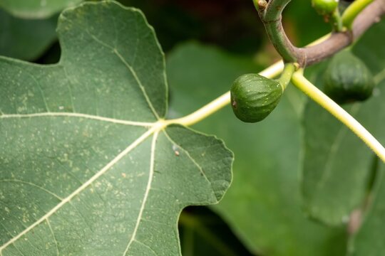 close up of figs growing on a fig tree in Autumn