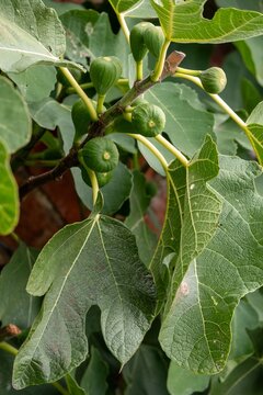 close up of figs growing on a fig tree in Autumn