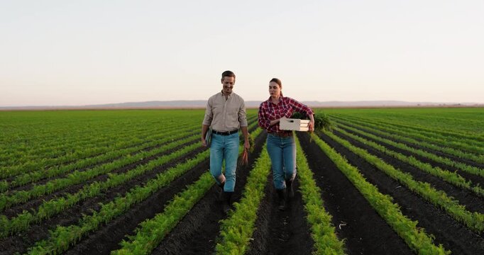 Two young farmers walking together through their agricultural field. The woman is carrying a wooden crate full of freshly harvested carrots