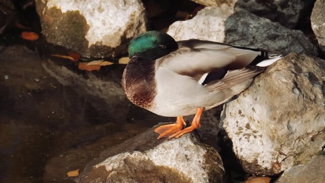 Male mallard swims slowly on calm blue pond, paddling with webbed feet as glossy green head and bright yellow bill angle toward camera, sending ripples that widen in concentric circles