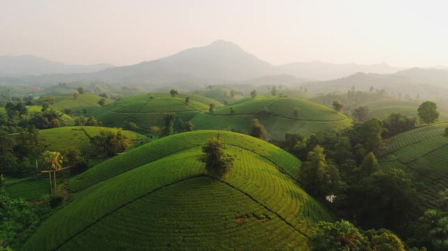 Aerial view of the lush green tea hills of Long Coc, featuring rolling landscapes, neatly planted tea bushes, and misty mountains in the background in Long Coc, Phu Tho, Vietnam.
