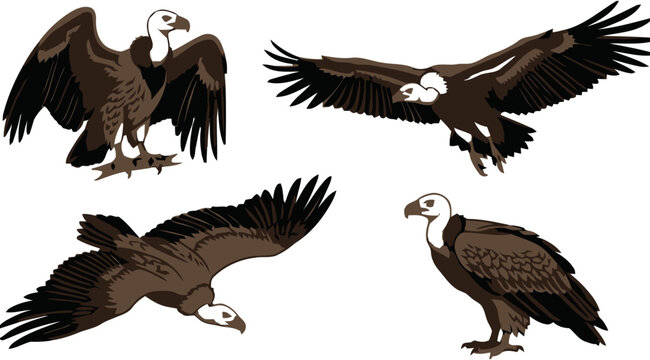 Vulture bird flying standing vector set, wild condor raptor scavenger wildlife illustration collection isolated on white background stock art
