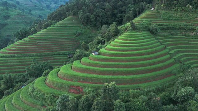 Aerial view of lush green rice terraces carved into the hillsides with a small hut at Kim Noi Viewpoint in Mu Cang Chai, Lao Cai, Vietnam.