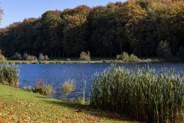 Serene lake reflects autumn trees' rich colors. Golden leaves drift across grassy shorelines. Reeds sway gently by water's quiet edge. Sunlight bathes the scene in warm, peaceful light © Alexandr