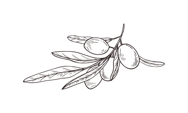 Olive branch with fruits and narrow leaves hand drawn black ink vector illustration. Monochrome natural food ingredient and peace symbol for packaging, label and menu design.