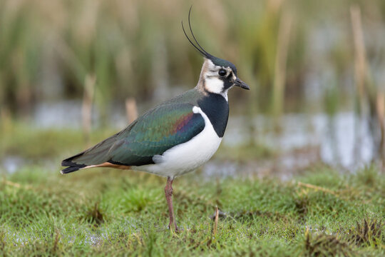 Northern lapwing standing in wet meadow, wildlife and grassland habitat concept