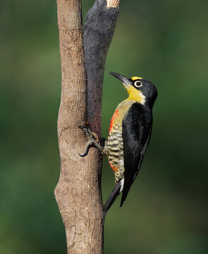 pajaro carpintero arco iris ave