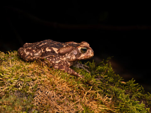 Sapo cururu rhinella
