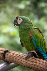 Chestnut fronted macaw close up portrait showing green plumage and dark beak © TC2412