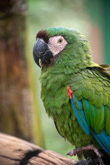 Chestnut fronted macaw close up portrait showing green plumage and dark beak © TC2412