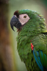 Chestnut fronted macaw close up portrait showing green plumage and dark beak © TC2412
