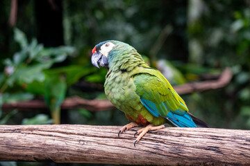 Chestnut fronted macaw perched on wooden branch in rainforest © TC2412