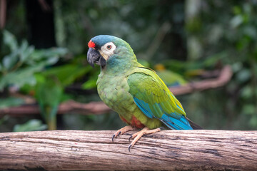 Chestnut fronted macaw perched on wooden branch in rainforest © TC2412