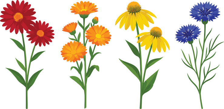 Beautiful Wildflower Botanical Vector Illustration Set Featuring Colorful Gerber Daisy Calendula Echinacea and Cornflower Stems