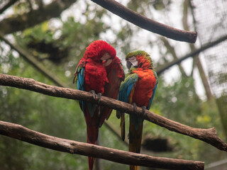 Pair of colorful macaws perched together on wooden branches outdoors © TC2412