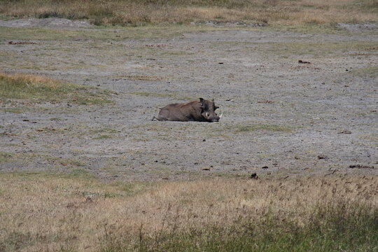 Warzenschwein in der Sonne im Ngorongoro Krater	