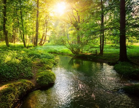 summer green forest and a water stream shining in sunlight