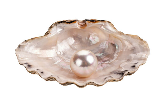 A single lustrous white pearl resting inside an open iridescent seashell isolated on a transparent background