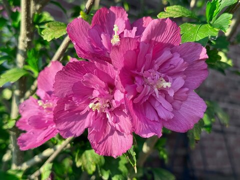 cluster of four ruffled magenta pink rose of Sharon flowers is early sunlight