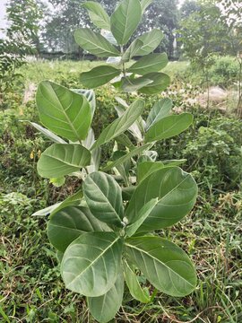 Akondo,Calotropis gigantea,Crown Flower,Giant Milkweed herbal medicine plant