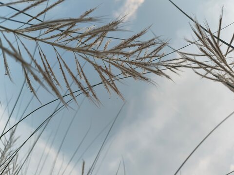 Close up macro detailed photo of kashful ,Kans grass ,Wild sugarcane, Catkin on the blue sky background