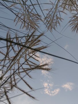 Close up macro detailed photo of kashful ,Kans grass ,Wild sugarcane, Catkin on the blue sky background