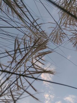 Close up macro detailed photo of kashful ,Kans grass ,Wild sugarcane, Catkin on the blue sky background