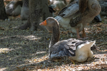 Domestic goose resting in shade on ground © João Macedo