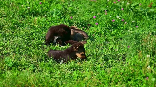 Three small puppies resting in a green grass field