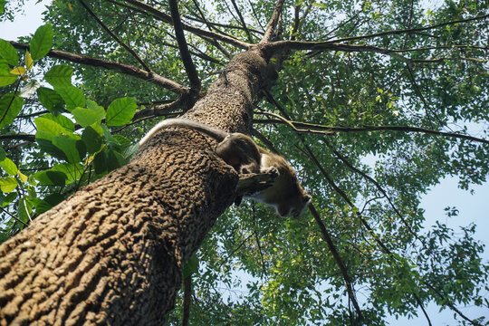 A low-angle photo shows a wild macaque monkey perched on a tall tree branch surrounded by green leaves and twigs under a clear sky in a tropical forest.
