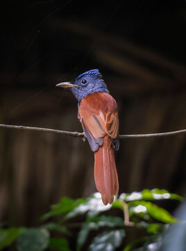 Blyth's paradise flycatcher, also called the oriental paradise flycatcher, is a species of bird in the family Monarchidae.