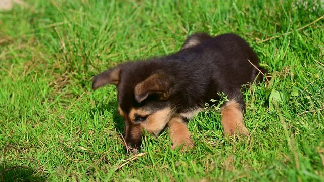 Small black and tan puppy lying on grass