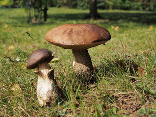 Grzyby kozaki © EwaAF