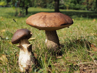 Grzyby kozaki © EwaAF
