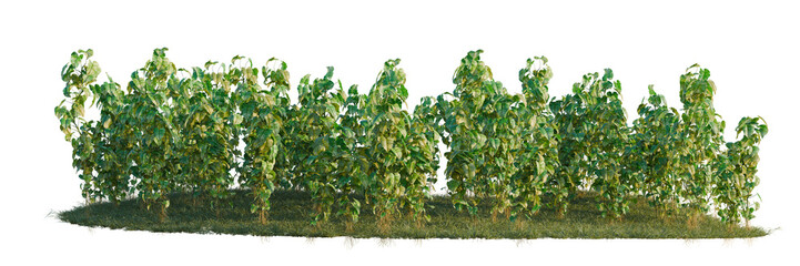 Obraz premium Epipremnum aureum tree shrub, plant bush, cutout, isolate transparent background, Dense green bush with vibrant foliage isolated on a transparent background, perfect for landscaping design.