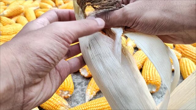 Close up of farmer hands peeling corn husk with harvested yellow corn background