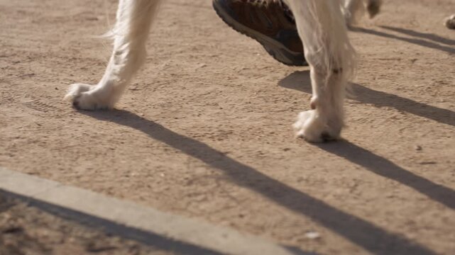 White dog legs and paws walking on textured ground with human feet in brown shoes visible nearby. scene focuses solely on movement details showing fur texture and shadow patterns