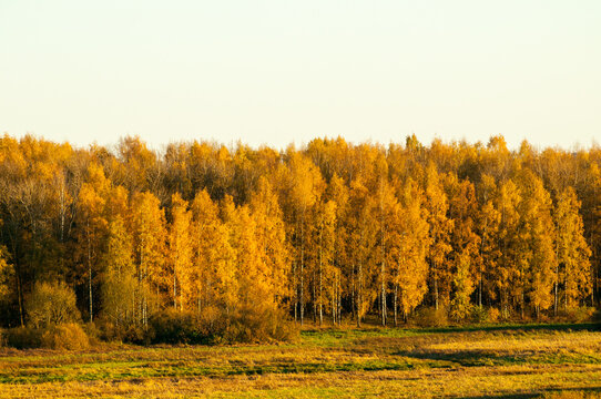 Autumn landscape background with a dense forest of golden trees standing on a grassy field. A pale sky above the vibrant October foliage