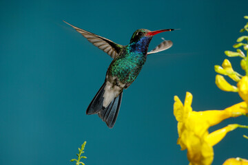 Broad-billed hummingbird hovering near flowers © willtu