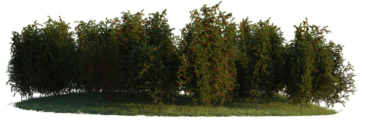Obraz premium Pyracantha coccinea tree shrub, plant bush, cutout, isolate transparent background, Row of fruit trees with ripe berries on a patch of grass, isolated on transparent background